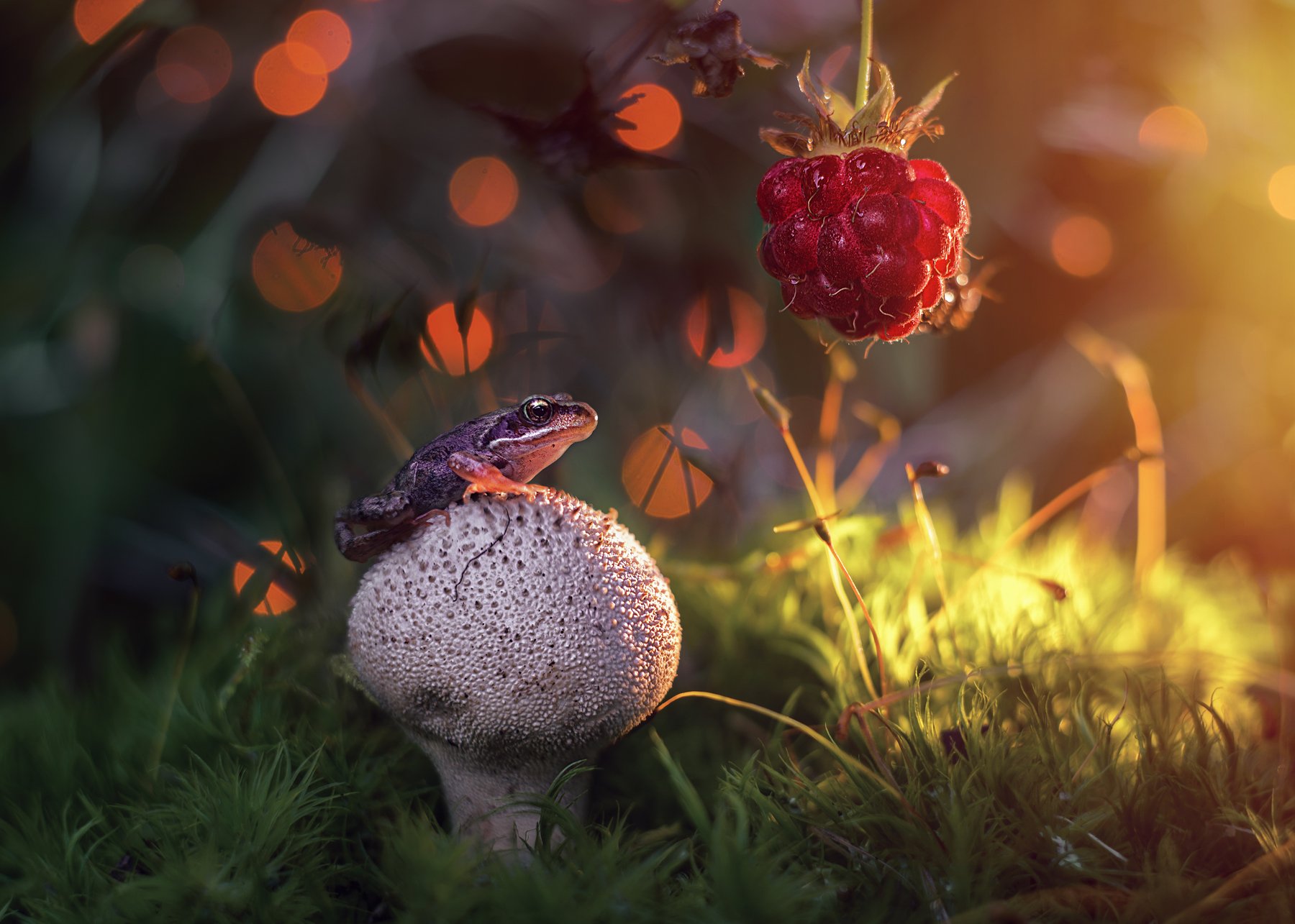 макро лягушка мох гриб боке свет солнце закат красота лес малина ягода, Анастасия Третьякова