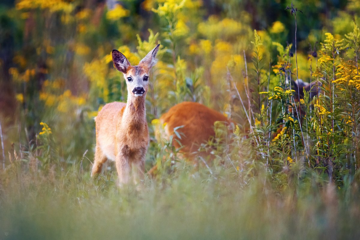 roe-deer, wildlife, nature, Wojciech Grzanka