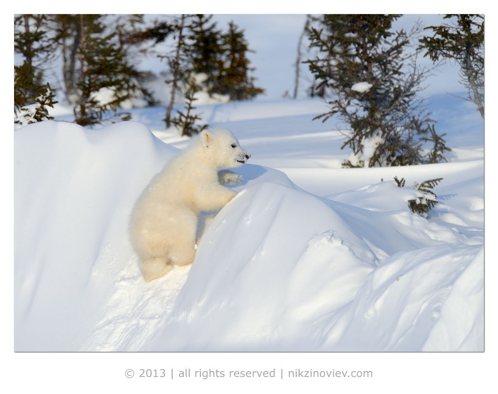 белый медведь, медвежонок, арктика, дикая природа, животные, николай зиновьев, Николай Зиновьев