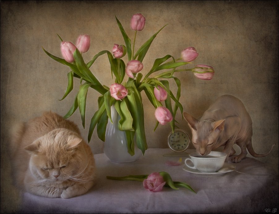 кошки, сфинкс, британский короткошерстный, тюльпаны, весна, чай, розовый, El. G.
