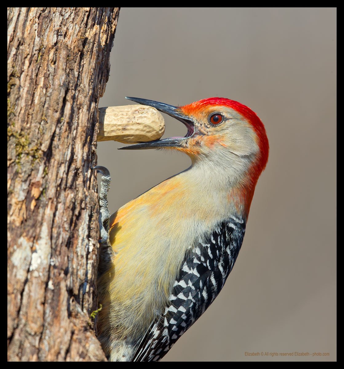 red-bellied woodpecker,  woodpecker, дятел, каролинский меланерпес, Elizabeth Etkind
