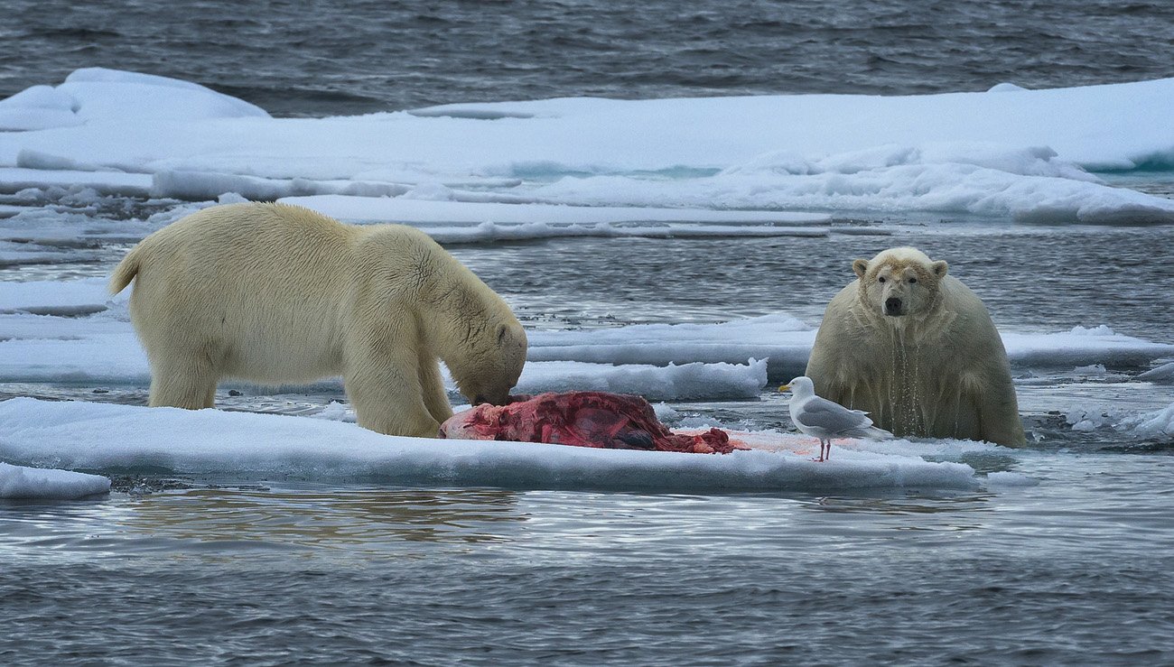 шпицберген, свалбард, белые, медведи., svalbard, polar, bears., Майк Рейфман