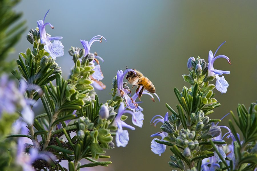 макро, насекомые, пчела, мед, нектар, розмарин, macro, israel, wildlife, bee, honey, flower, израиль, Илья Гомыранов