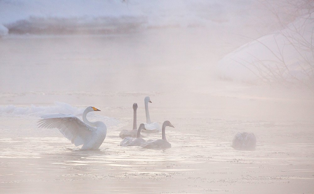 камчатка, лебеди, зимовка, мороз, река, Денис Будьков