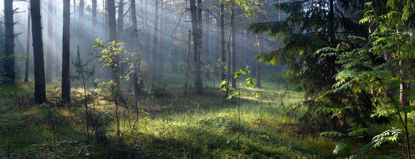 природа, пейзаж, лес, дорога, свет, Дмитрий Алексеев