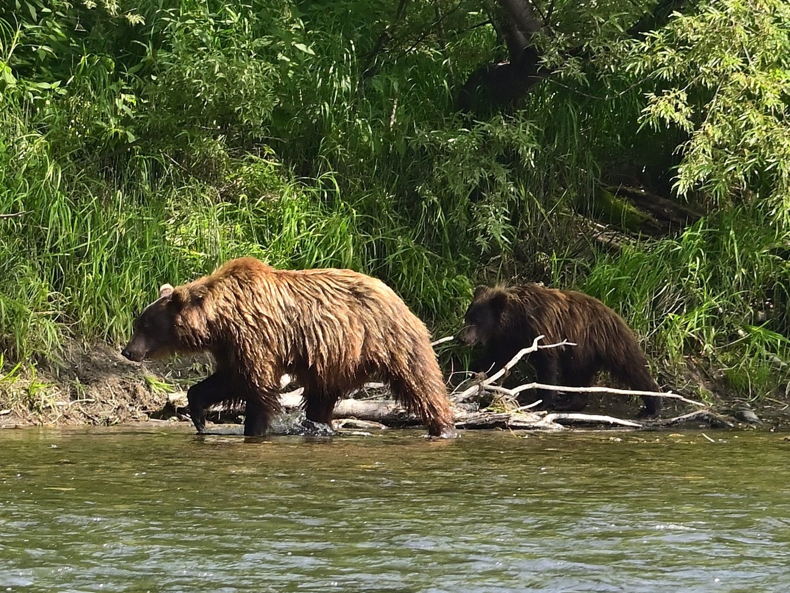камчатка, медведь, рыбалка, дикая, природа, Karasev Pavel