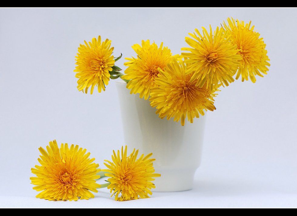 желтые,цветы,на,белом, Александр Чувилин