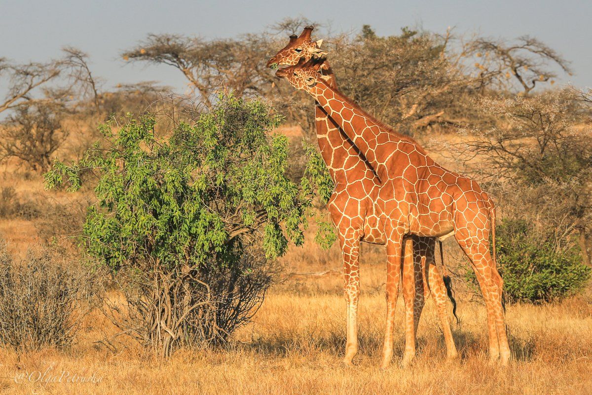 жирафы, парочка, саванна, дикие_животные, африка, кения, Ольга Петруша