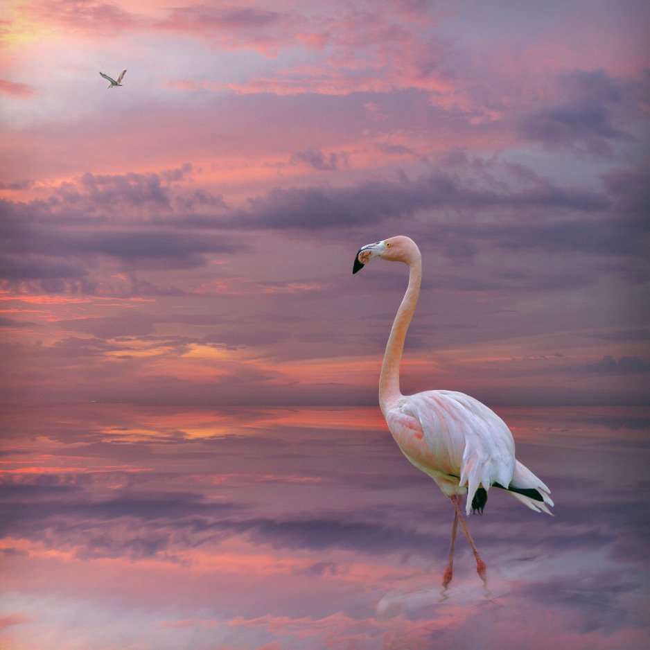 розовый фламинго в лучах заката, Александр Гусаков