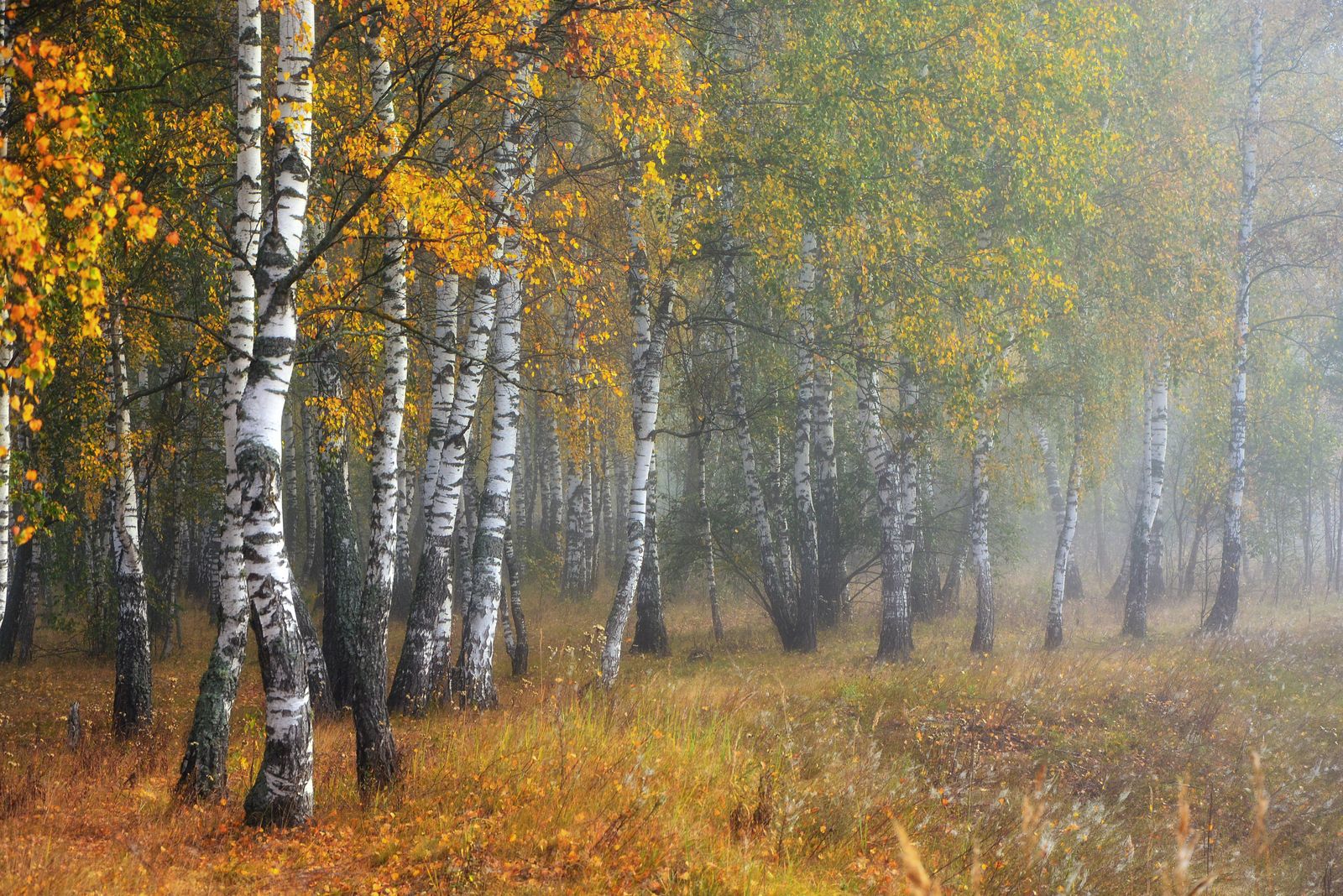 осень, березы, лес, золотая осень, туман,, Юлия Абрамова