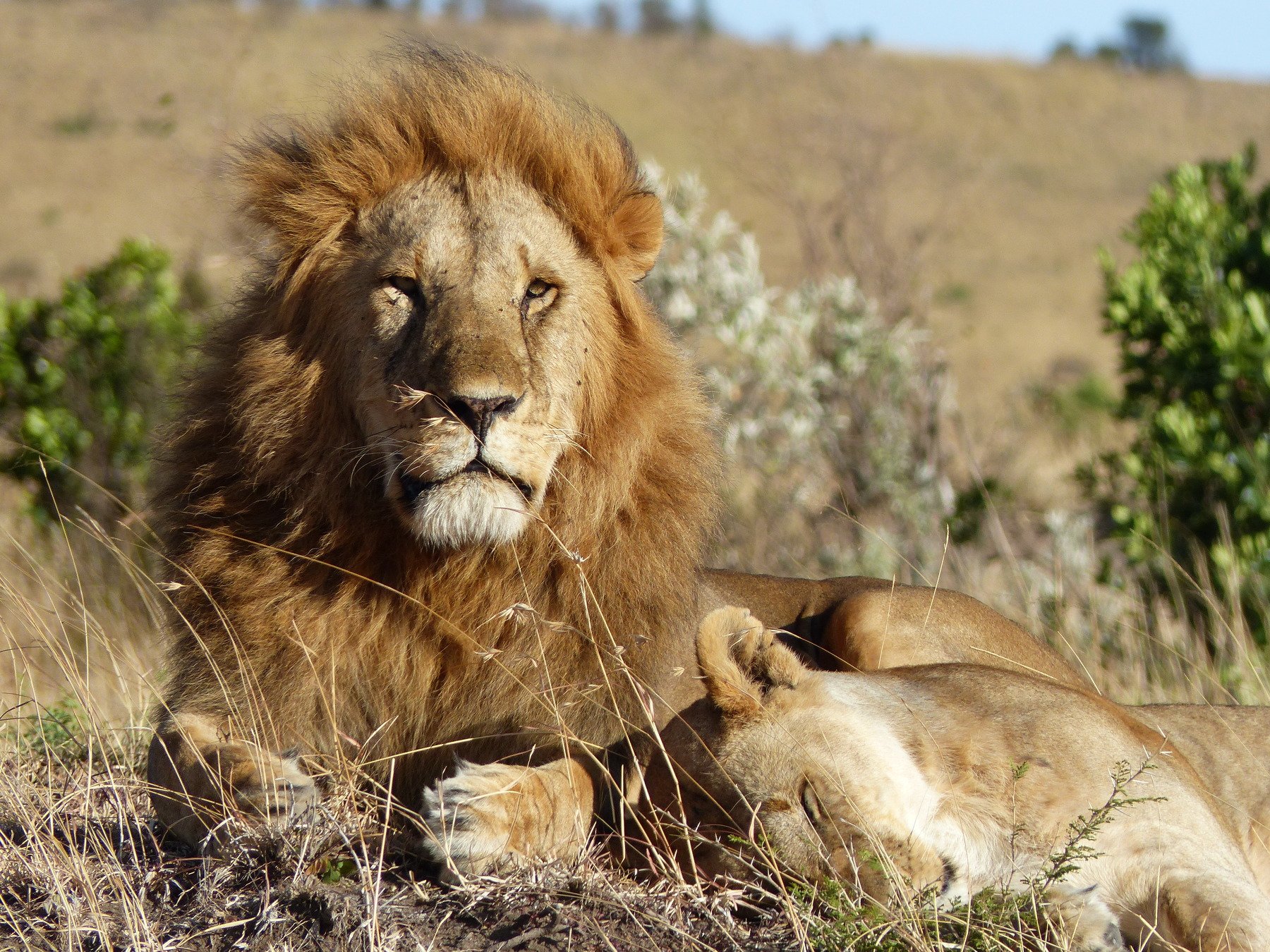 wild life, animals, Kenya, Africa, light, Masai Mara, lions, nature,, Svetlana Povarova Ree