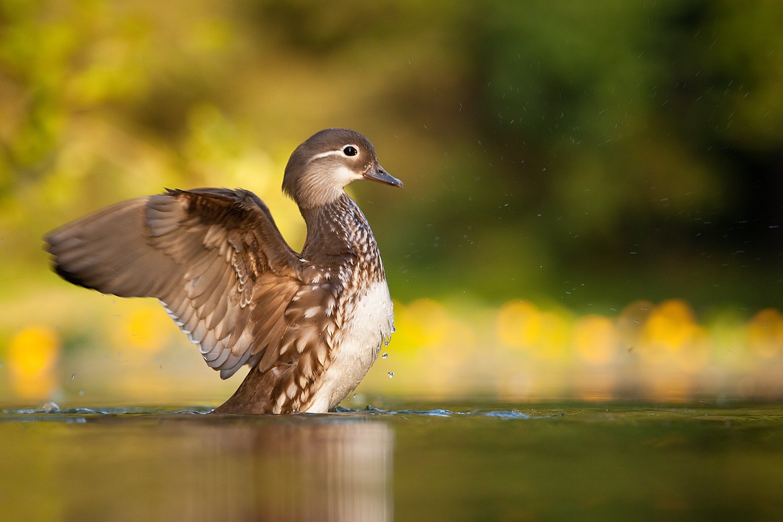 , Robert Adamec