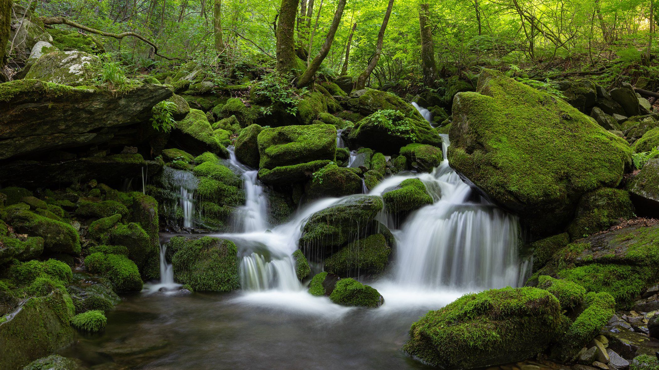 forest, light, trees, moss, Jaeyoun Ryu