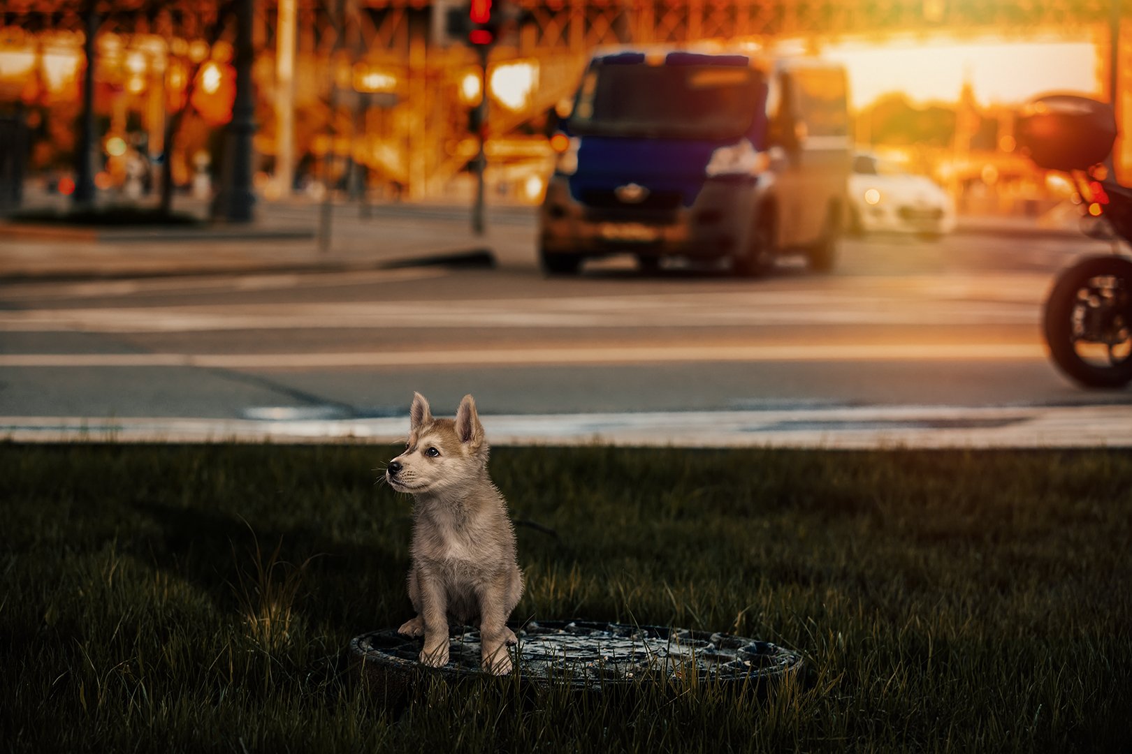 собака; щенок; одинокий; бездомный; закат; город; солнце; мегаполис; домашнее; животное, Юрий Шурчков