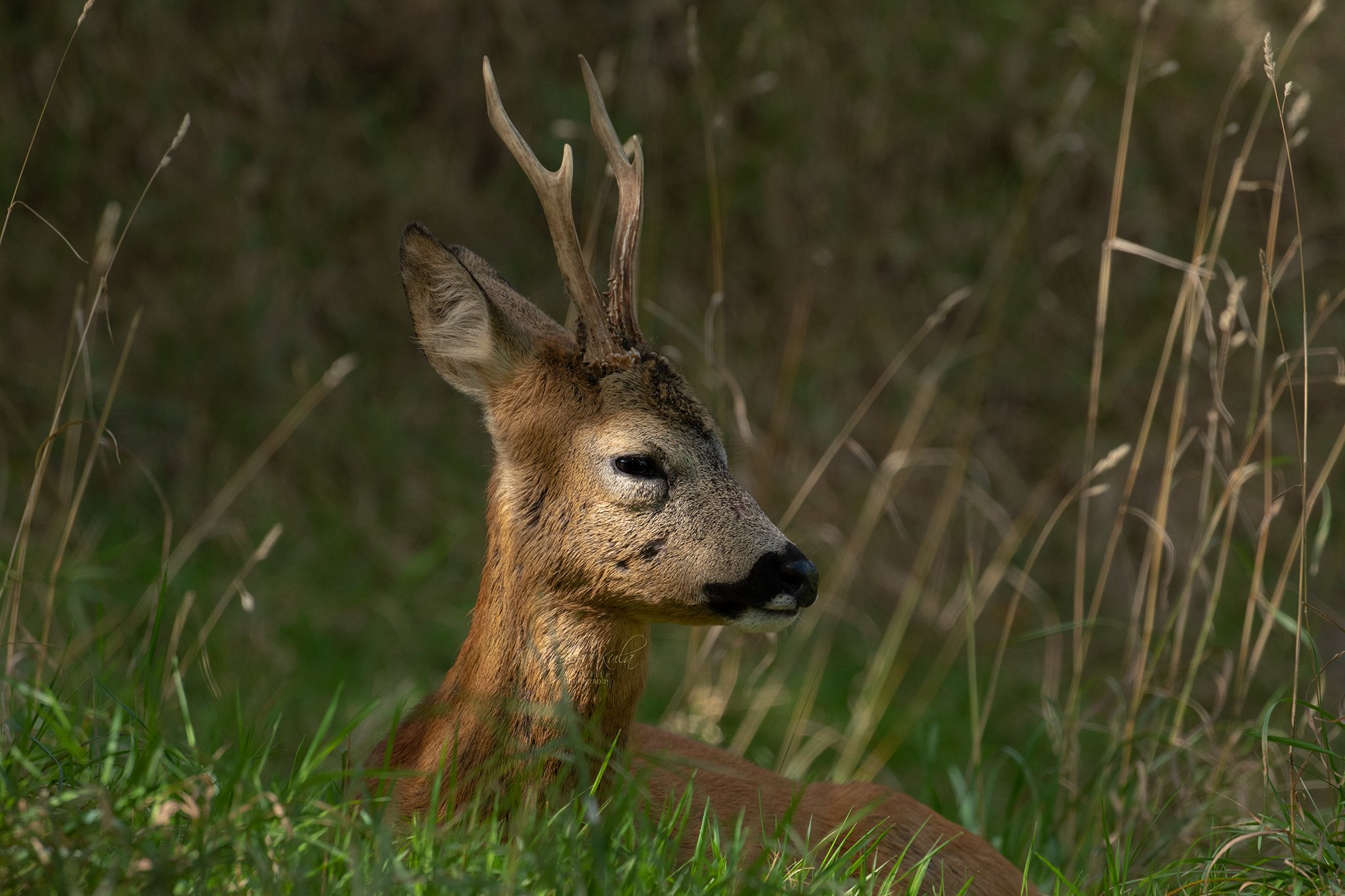 roe deer, deer, animal, nature, wildlife, MARIA KULA