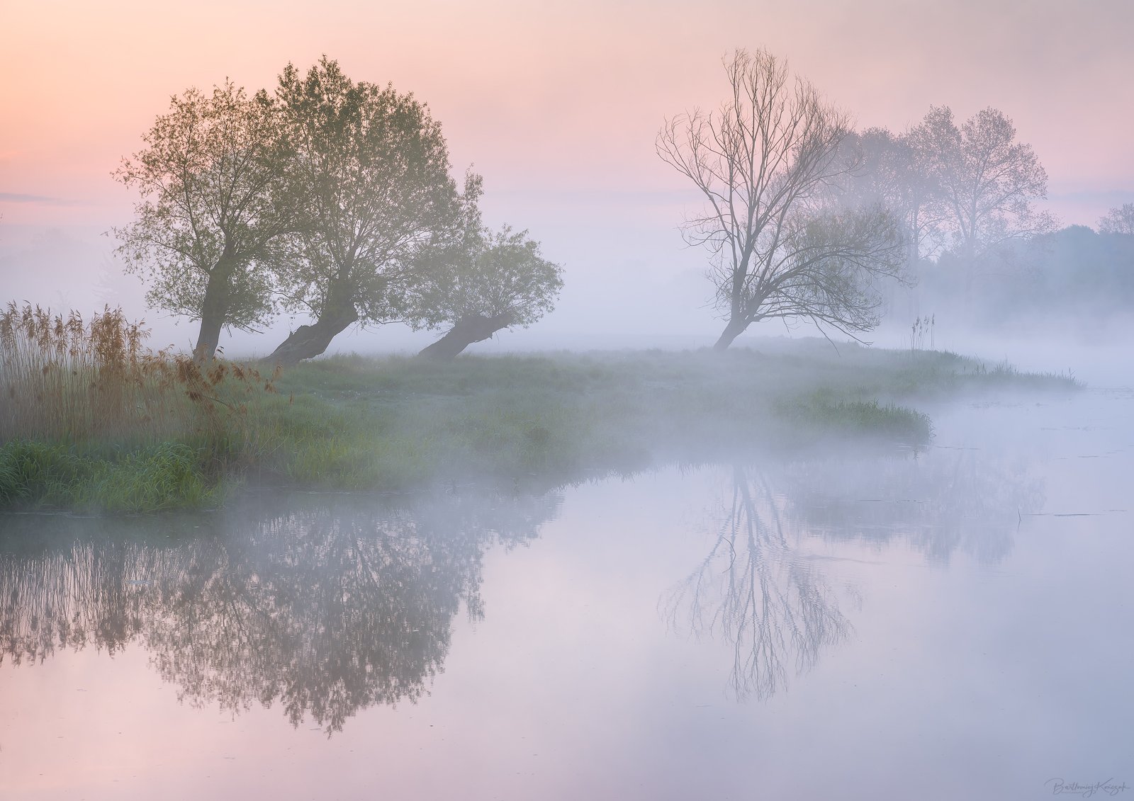 willow, morning, river, nature, silence, Bartłomiej Kończak