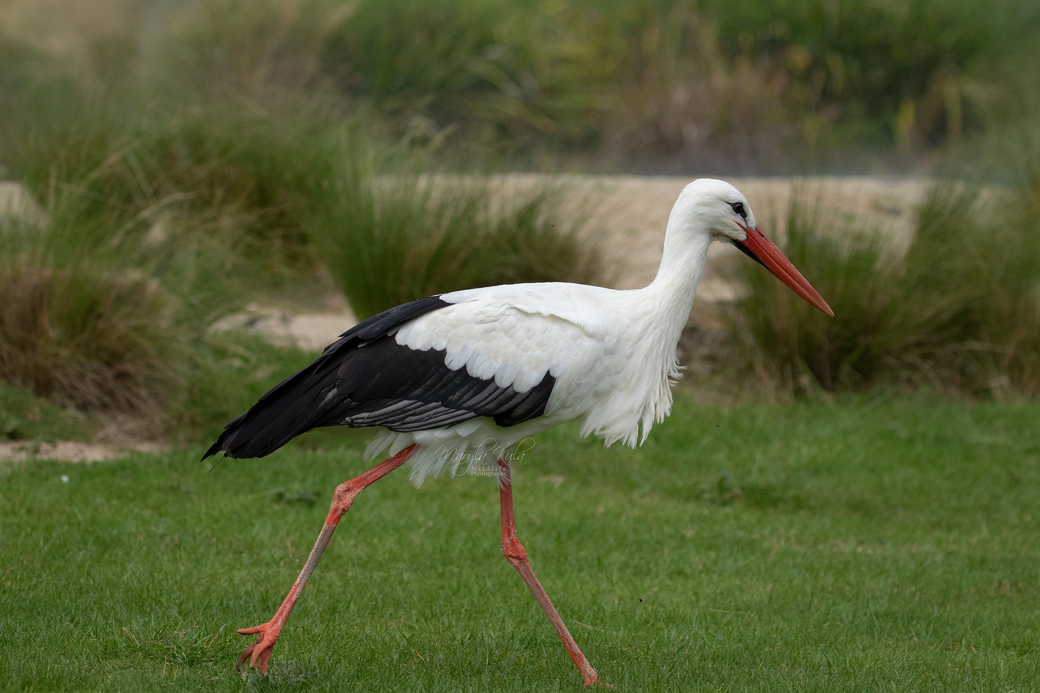 white stork, stork, animals, nature, wildlife birds, MARIA KULA
