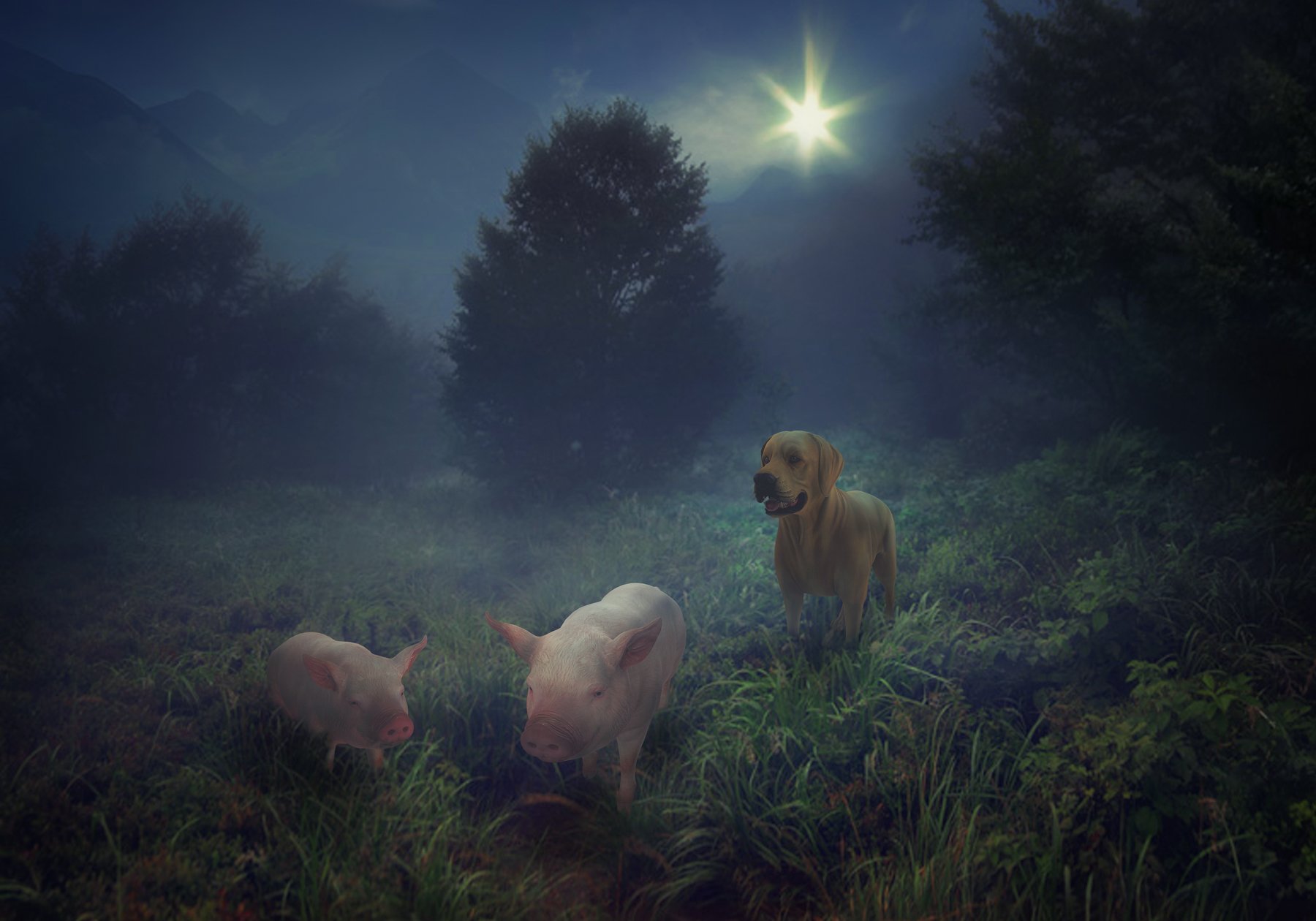 животные, туман, поле, Sergii Vidov