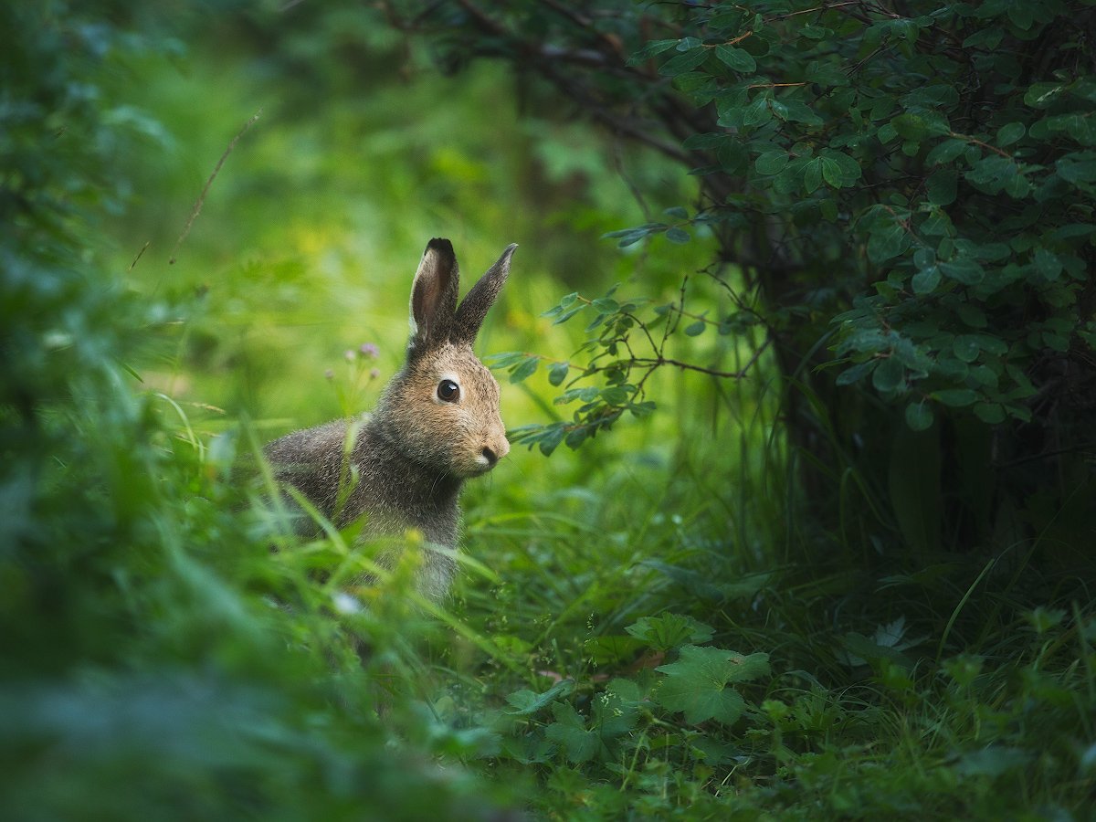 заяц, лес, животные, природа, Алексей Марголин