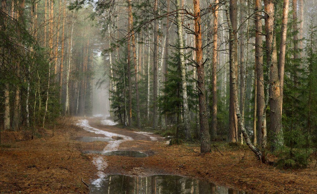 лес, апрель, дорога, снег, утро, Дмитрий Алексеев