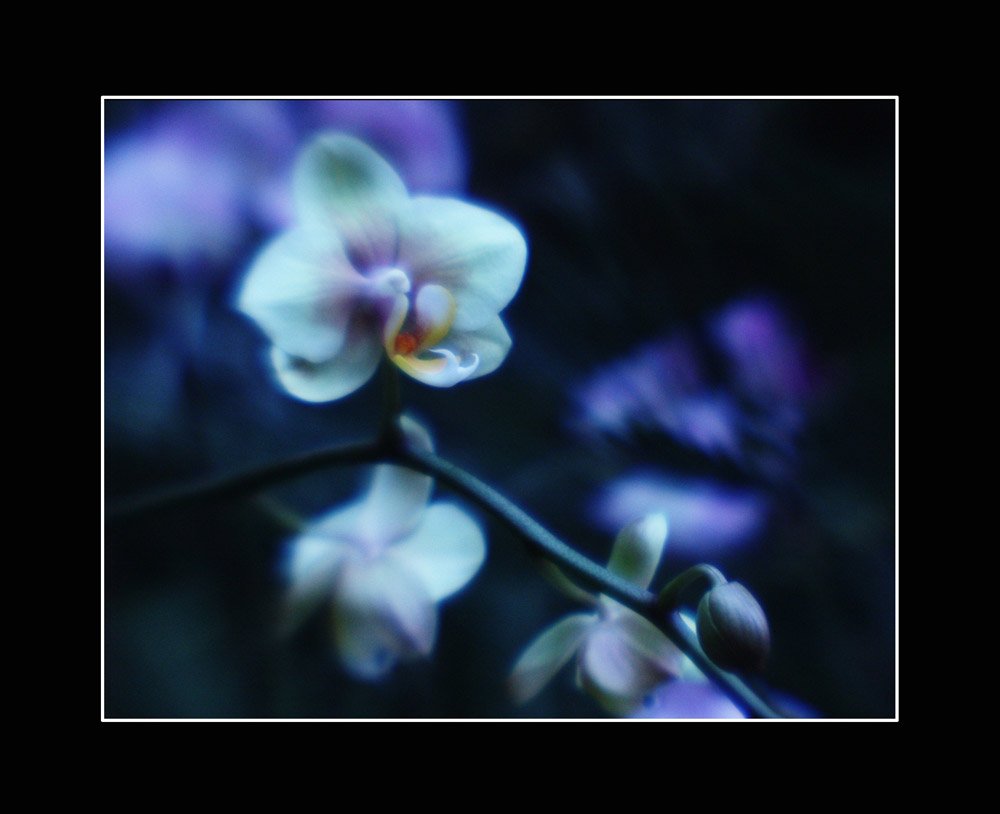 орхидея, Юлия *
