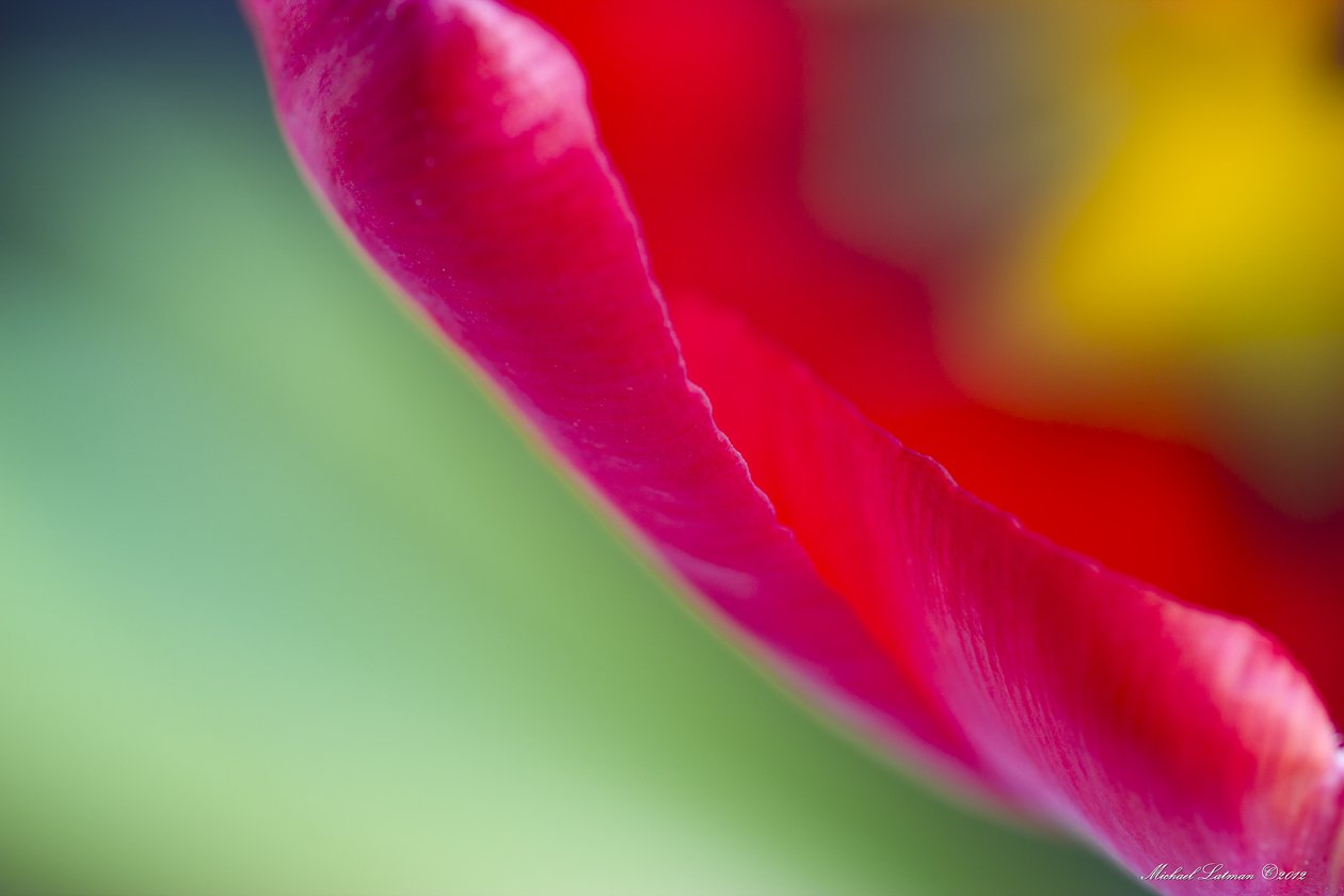 spring,flowers,colors,macro, Michael Latman