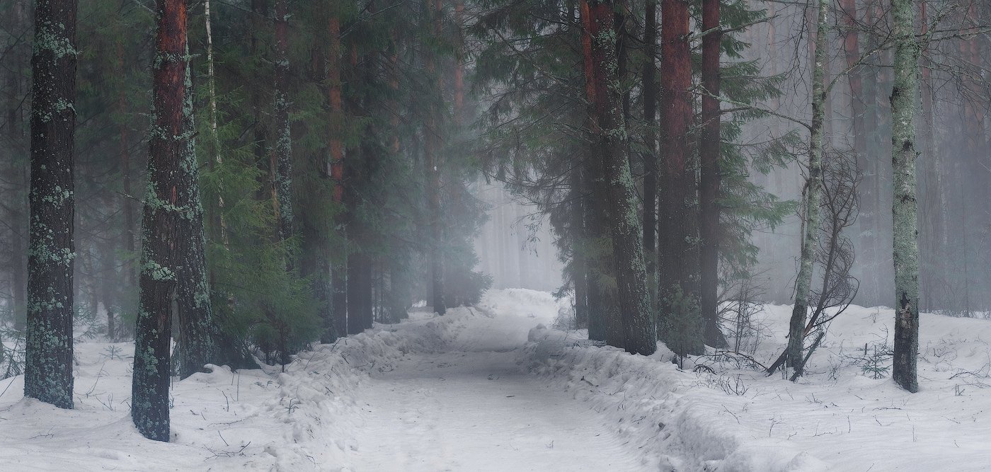 лес, март, туман, вечер, Дмитрий Алексеев