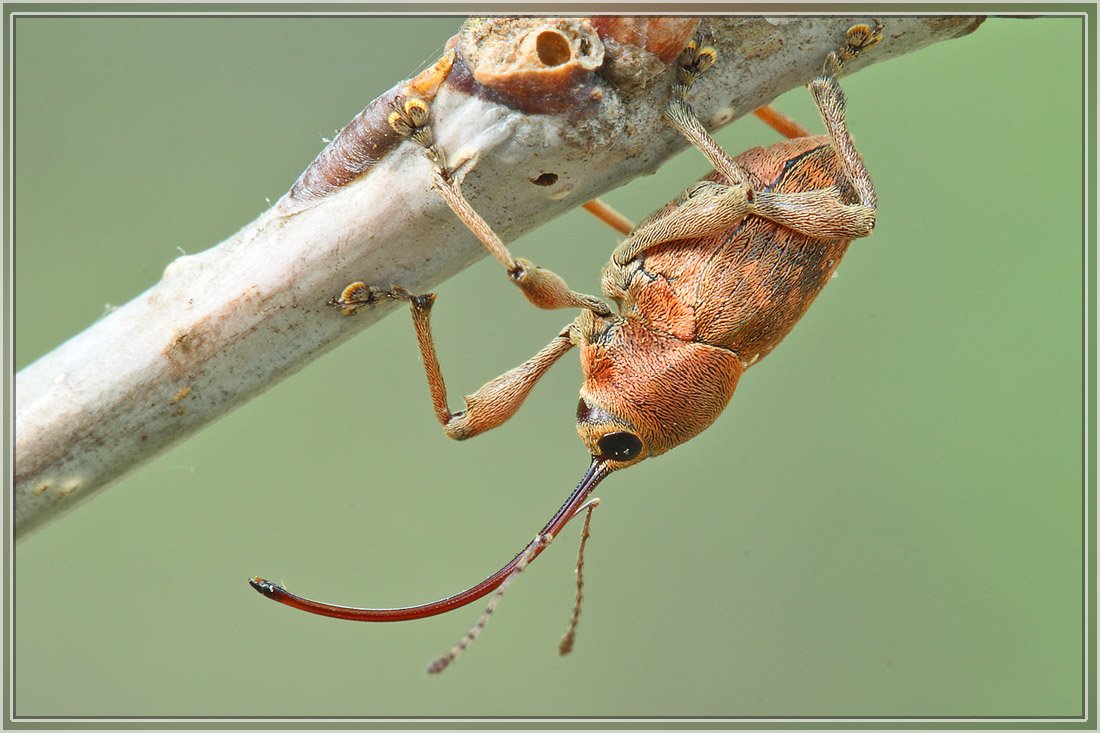 желудевый, долгоносик, curculio, glandium, Евгений Комаров