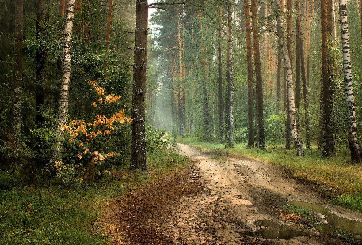 Включи русский лес. Лесной пейзаж. Русские леса. Красивые пейзажи леса.