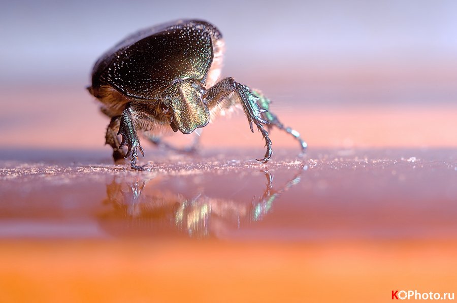 майский жук, насекомое, зеленый жук, шипы, Андрей Копанев