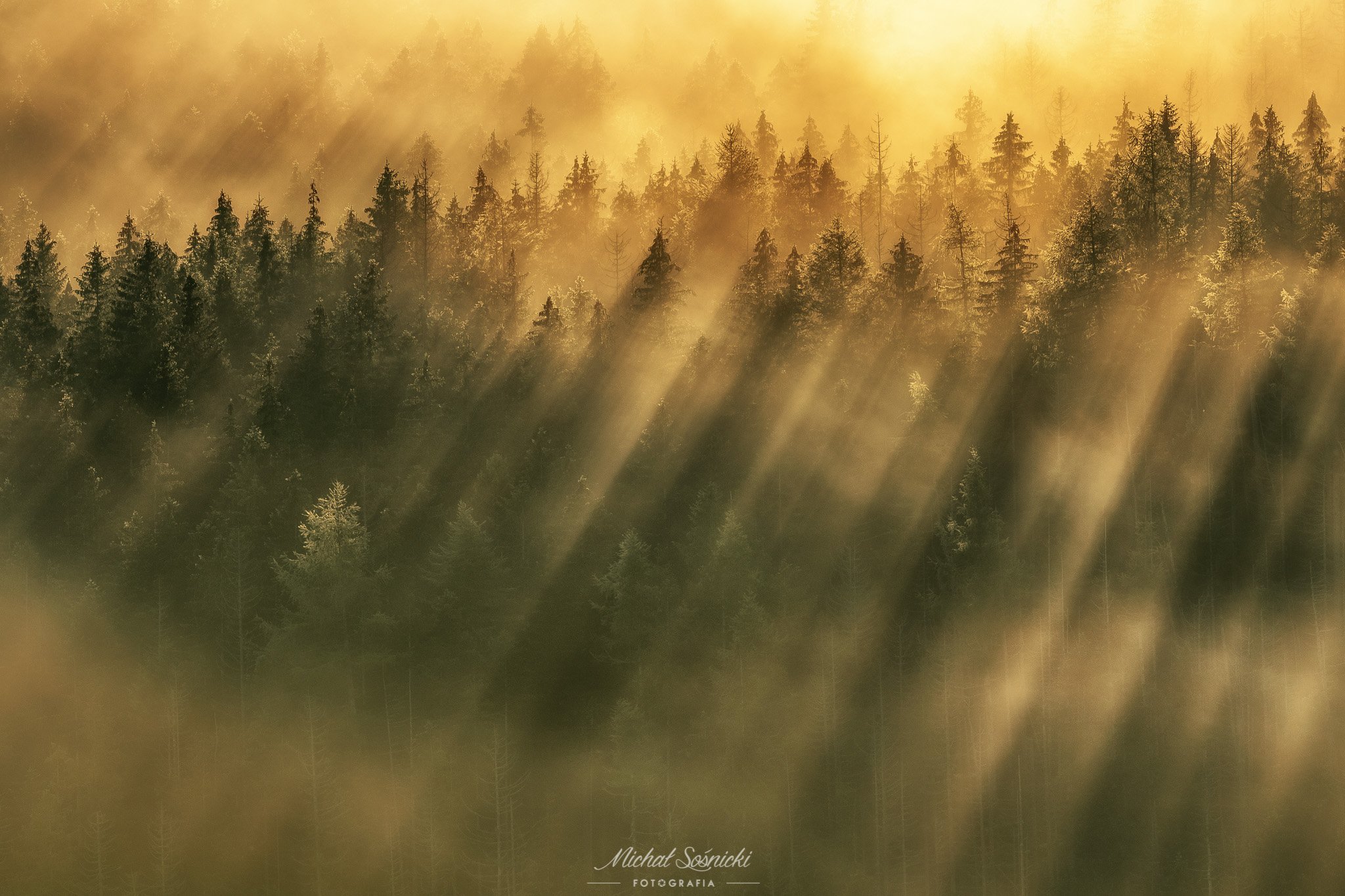 #tree #trees #laser #fog #morning #poland, Michał Sośnicki