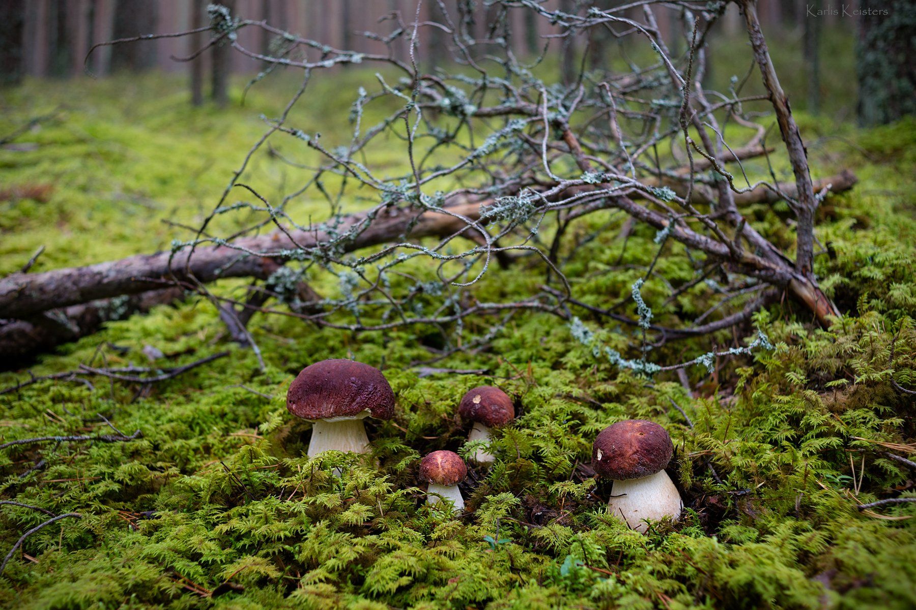 грибочки в лесу картинки