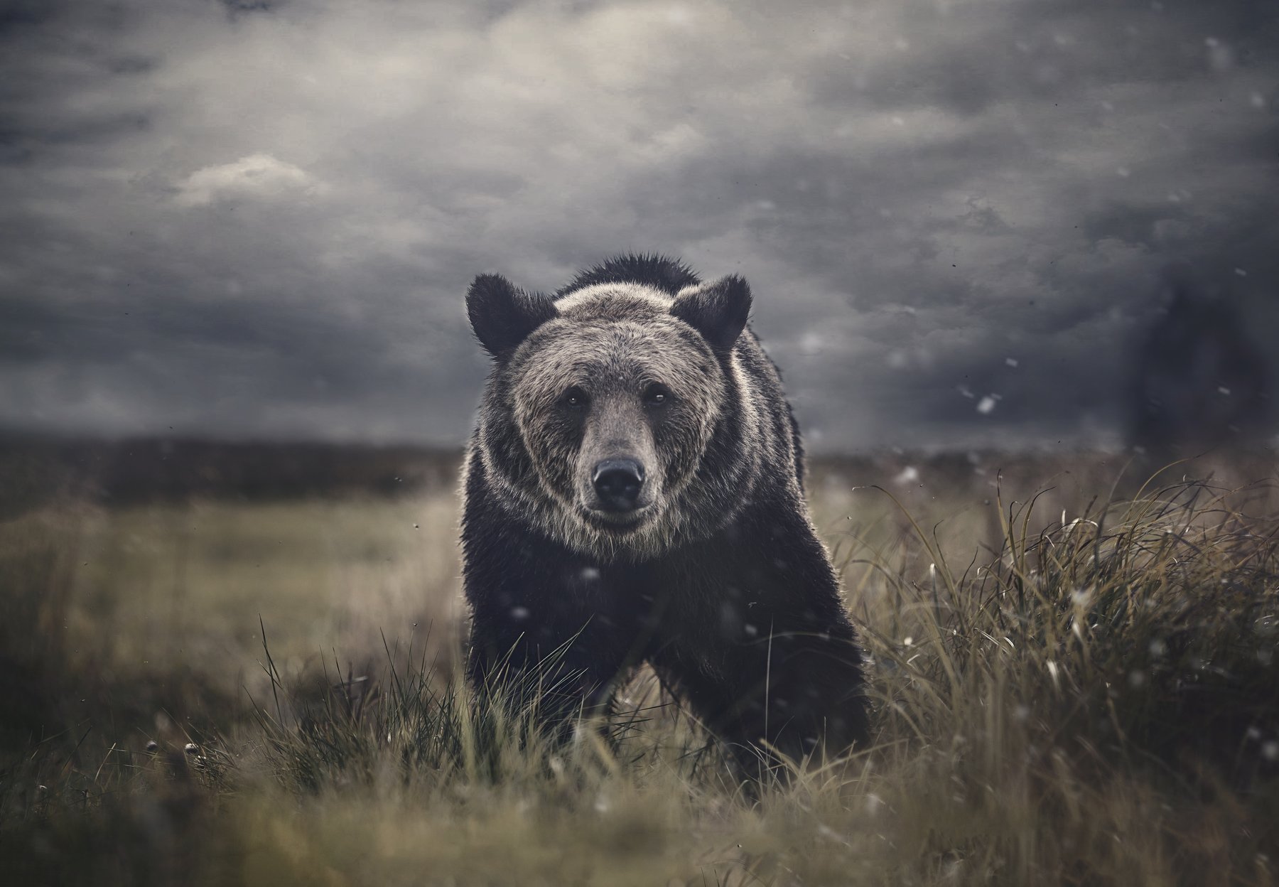 медведь, природа, портрет, взгляд, хищник, зверь, животное, bear, animal, wild, Anna Yarkova