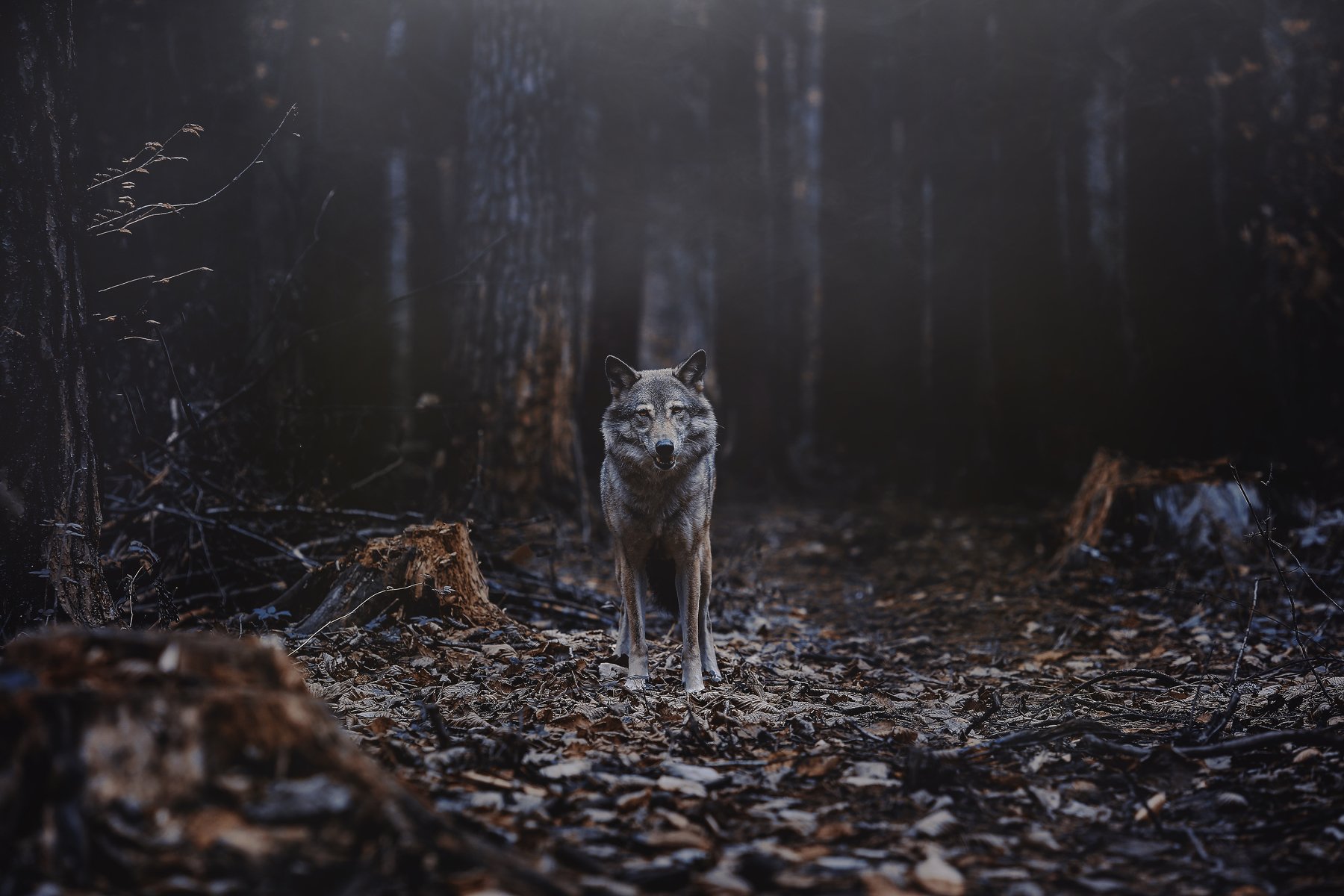 волк, лес, природа, сумерки, ночь, хищник, взгляд, встреча, дикий, wolf, animal, predator, forest, Anna Yarkova
