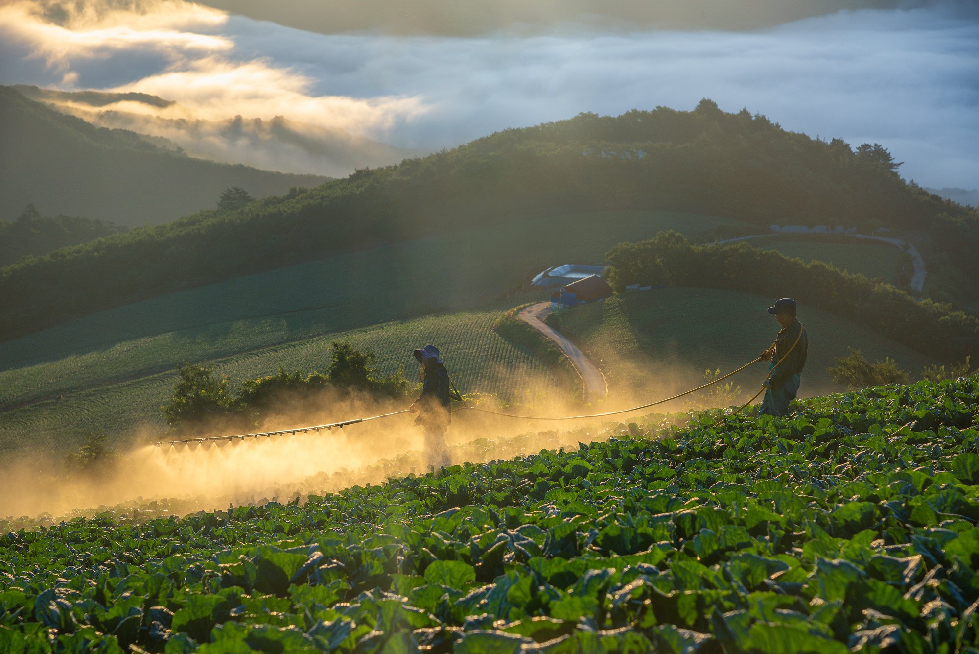 mountains,peak,cabbage,fog,clouds,farm, Jaeyoun Ryu