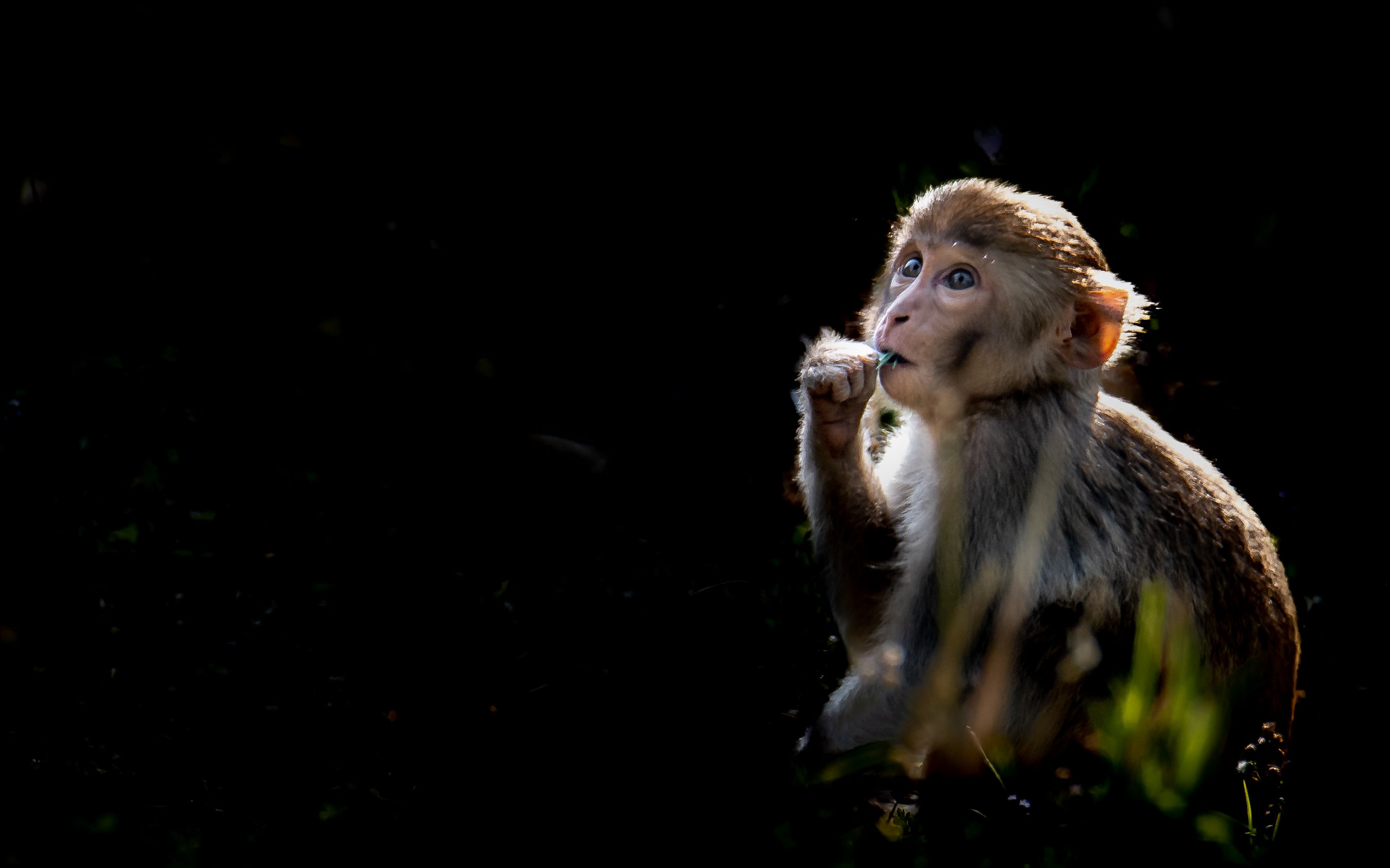 Monkey, rhesus macaque, wildlife,  juvenile, sundarban, mangroves, west bengal, india, Nabarun Majumdar