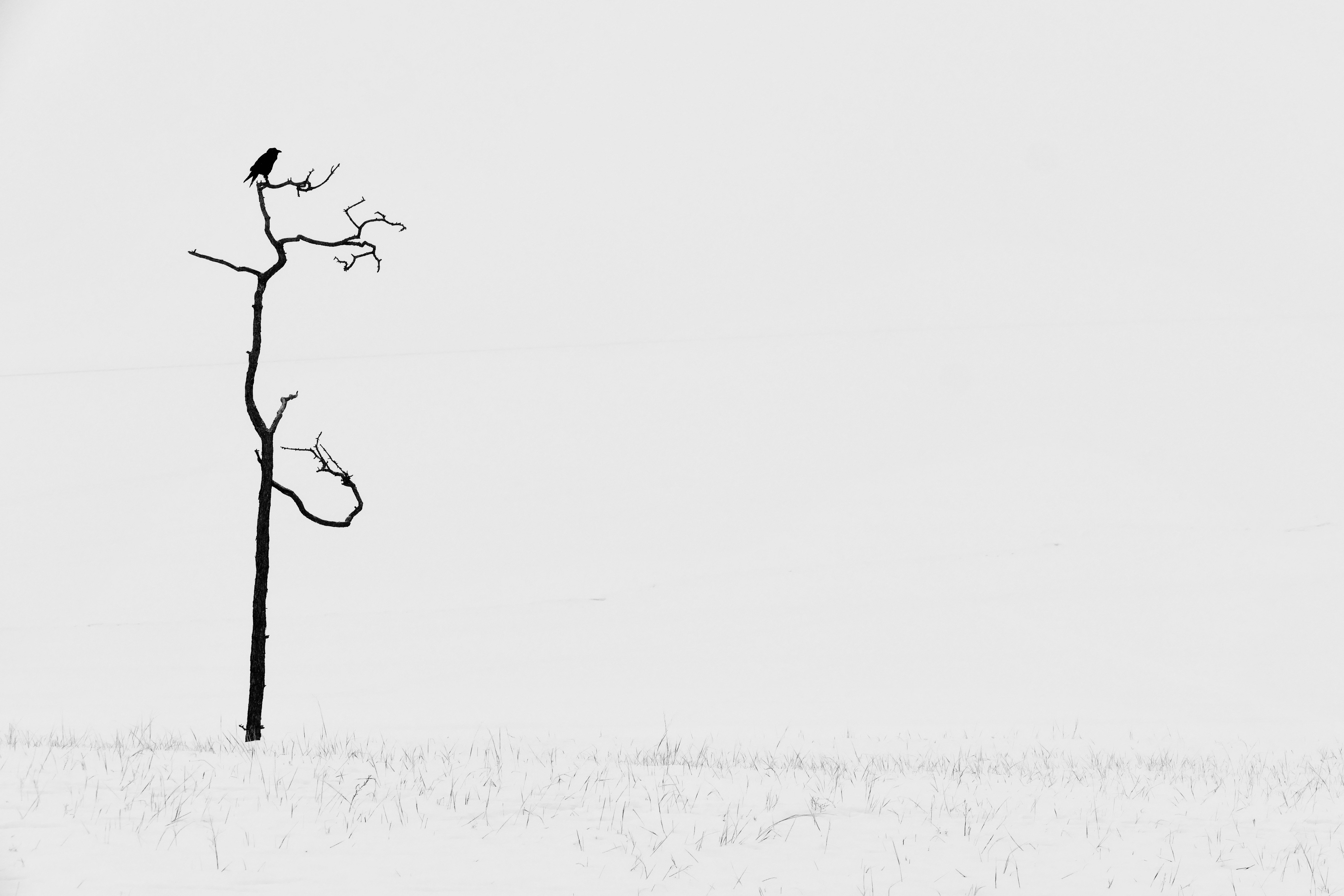 black and white, abstraction, nature, bird, tree, snow, minimalism, travel, landscape, silhouette, baikal,, Svetlana Povarova Ree