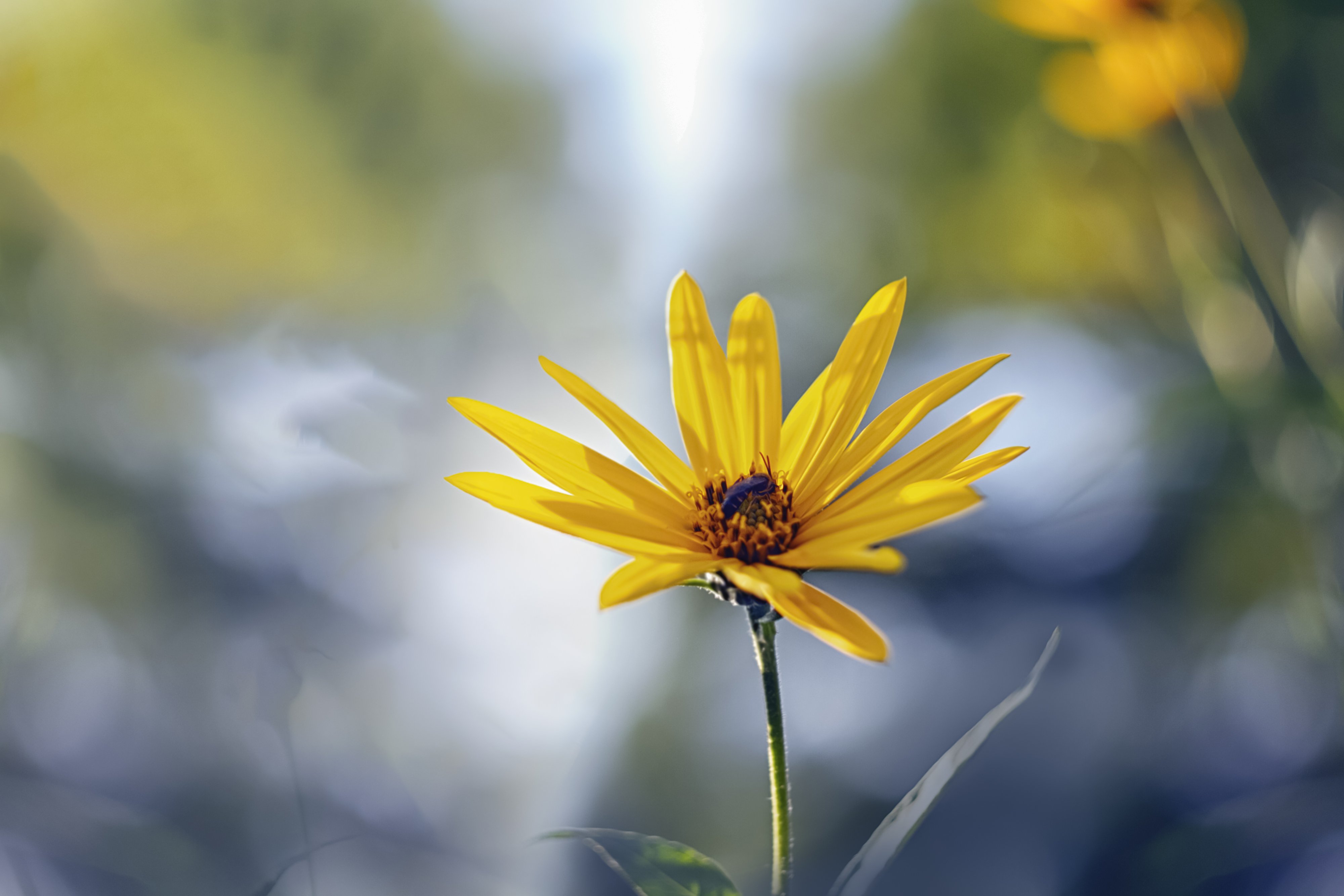 natural, flower, yellow, blur, background, autumn, color, DZINTRA REGINA JANSONE