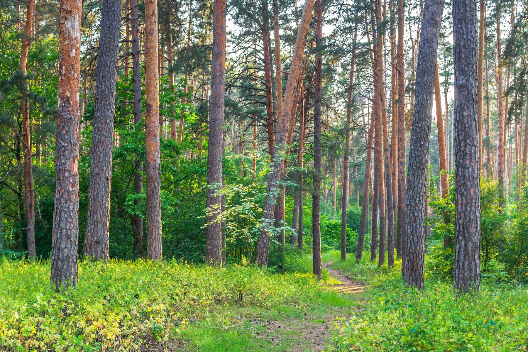 природа, лето, лес, деревья, воронежский заповедник, Руслан Востриков