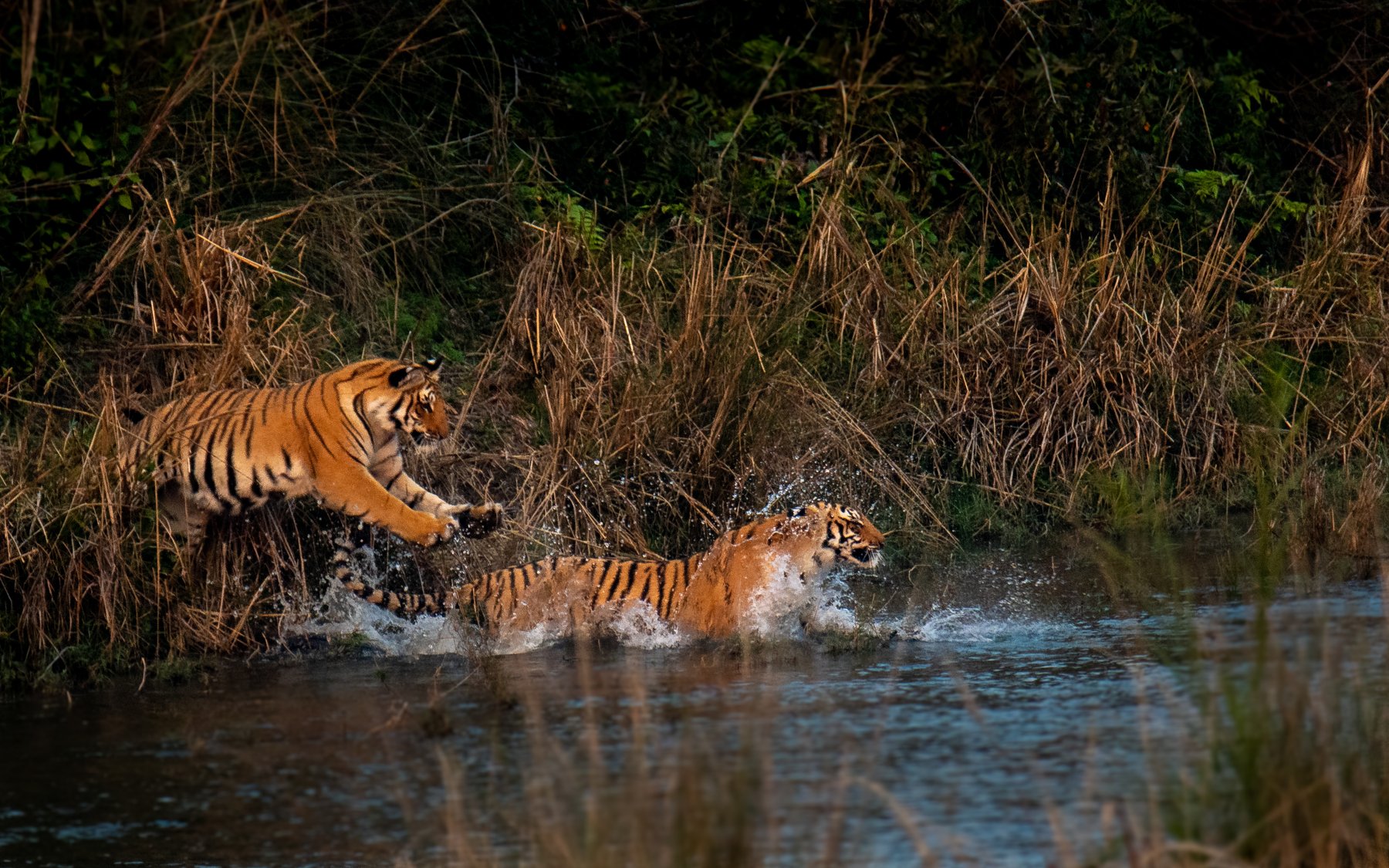 tiger tigress cubs juvenile subadultcubs subadult corbett leap jump action, Nabarun Majumdar