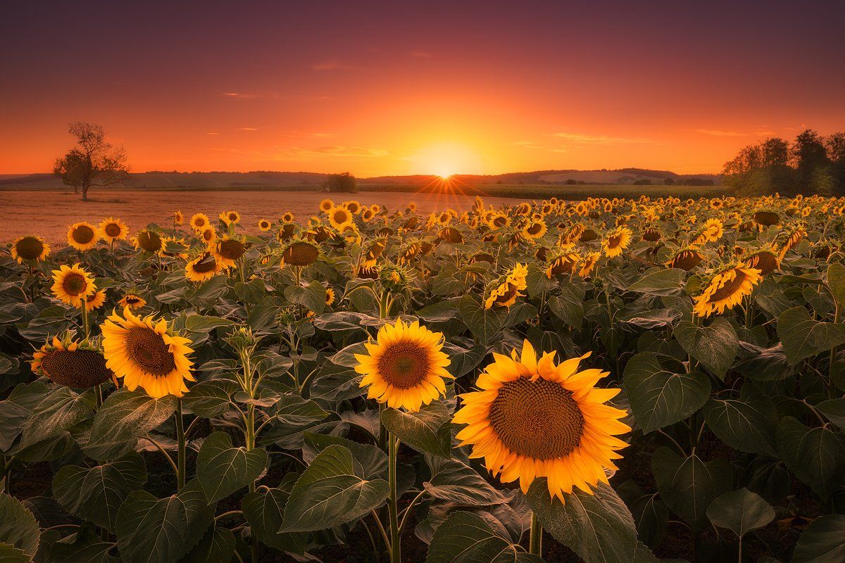 sunflower, coratia, landscape, sun, sunset, field , Roberto Pavic