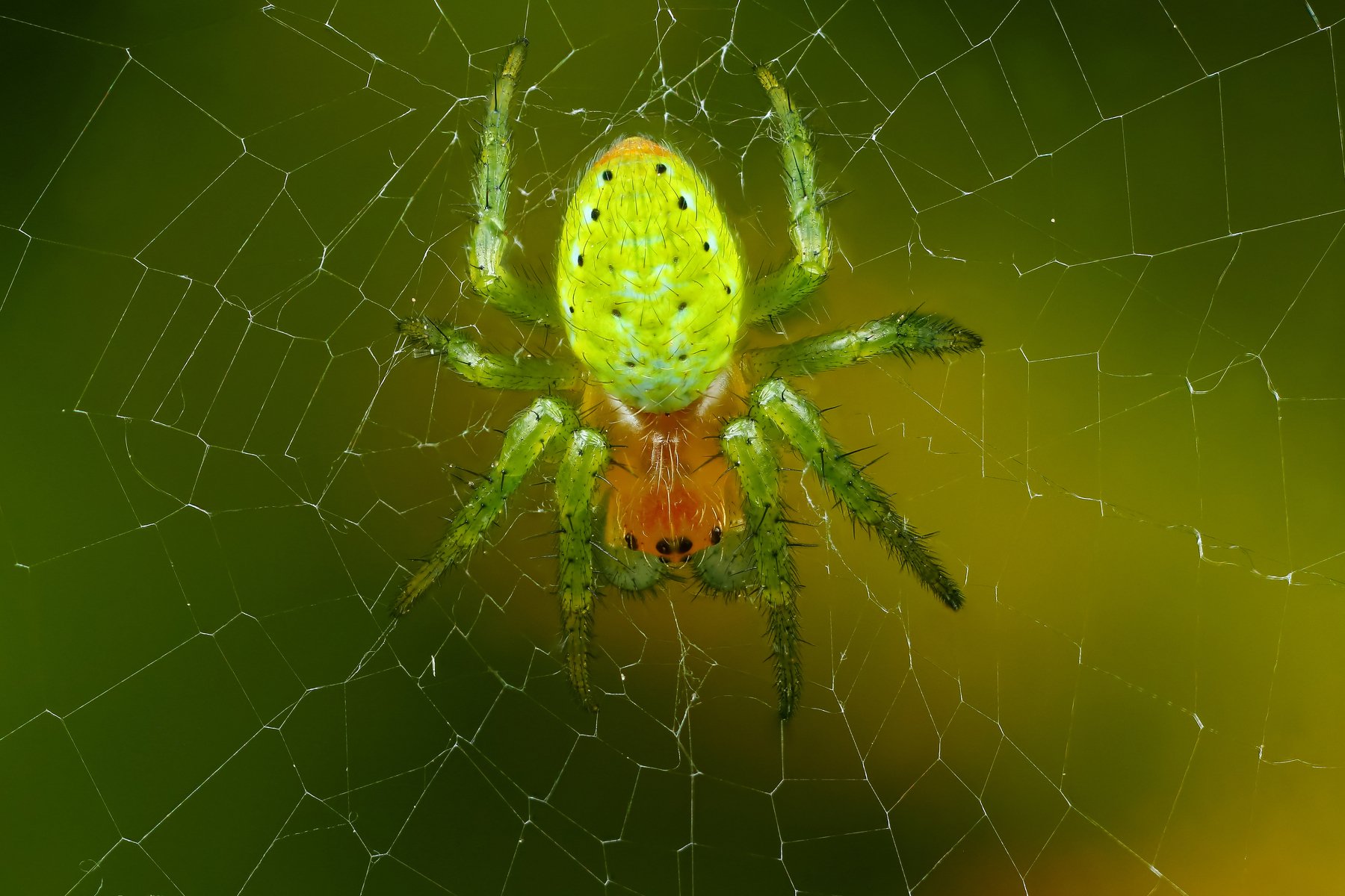 макро,природа,паук,цвет,коричневый,зеленый,черный,животное,паутина, Андрей Шаповалов