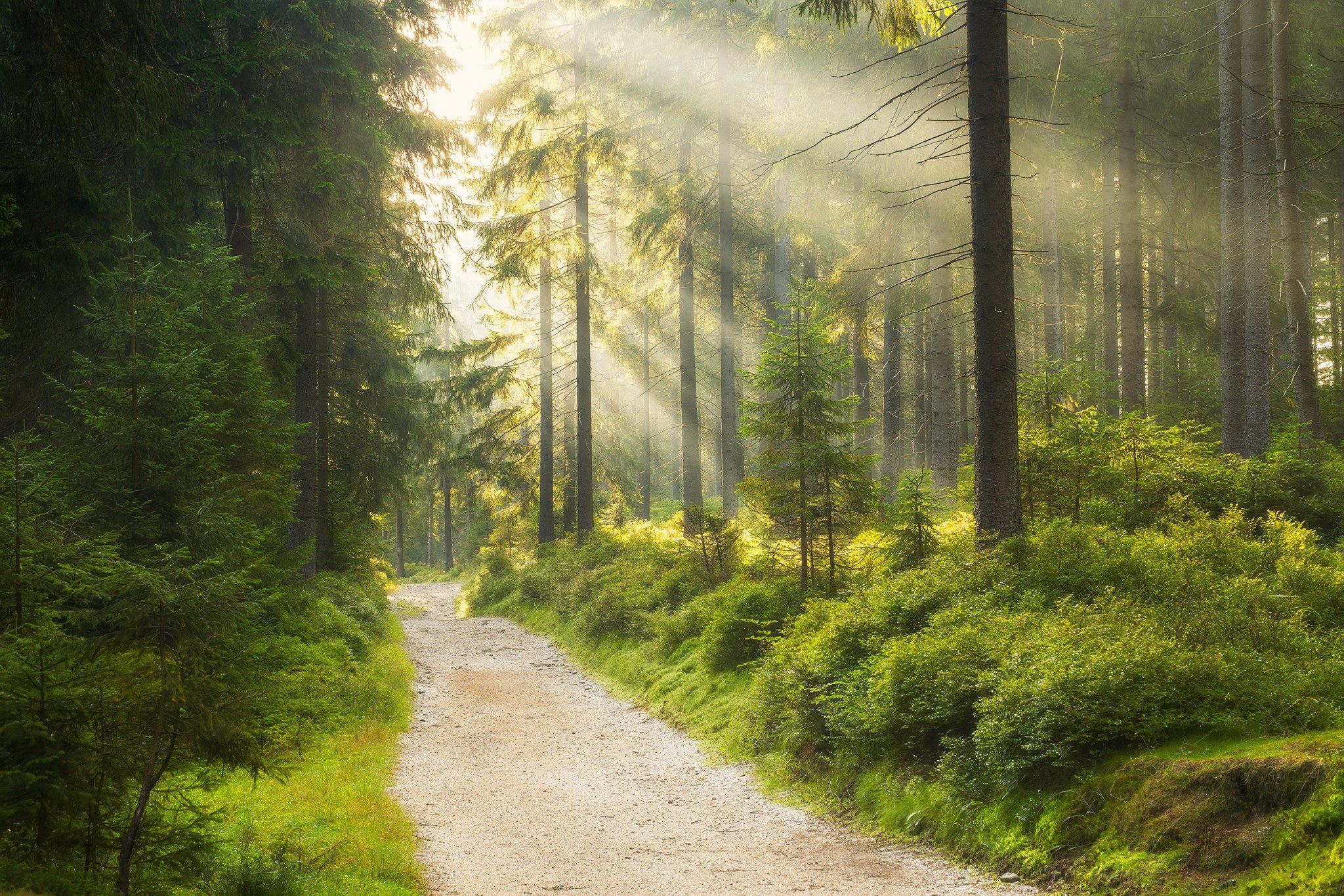 light, forest, Poland, green, sun, Błażej Krzyżanek