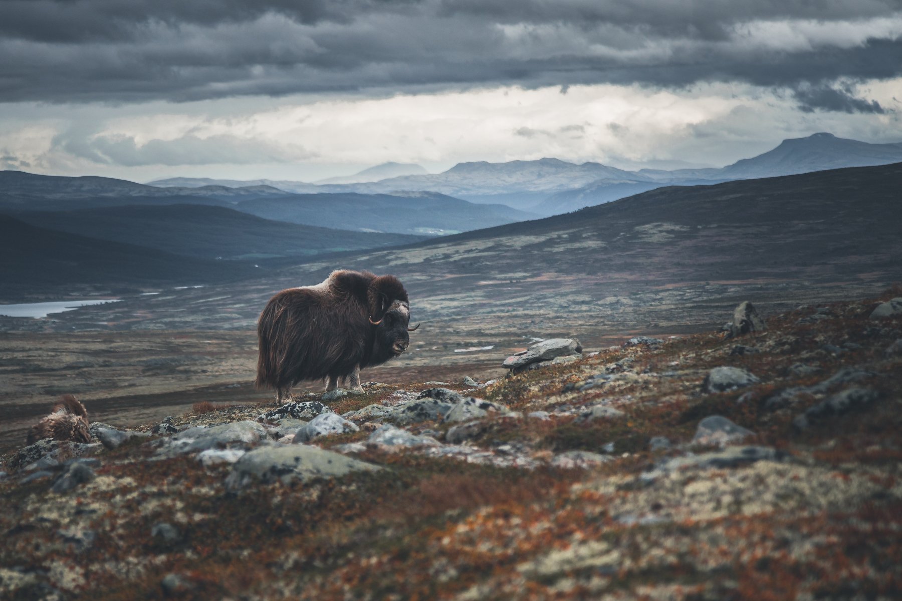 muskoks,musk-ox,muskox,dovre,dovrefjell,norway,animal,mammal,mountains,mountain,autumn, Adrian Szatewicz