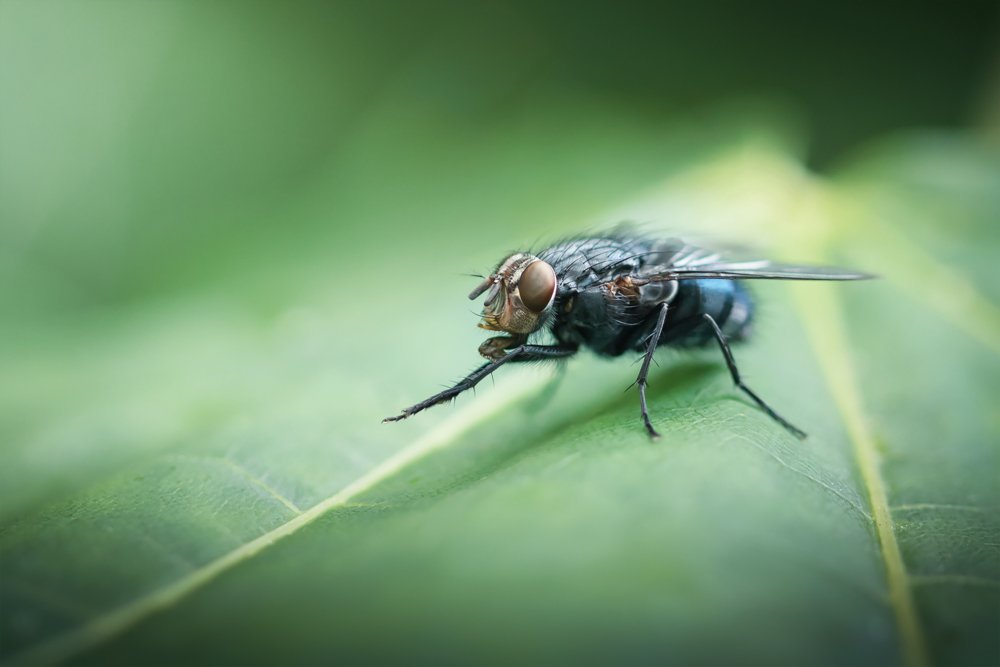 макро, муха, насекомое, macro, fly, insect, Марина Хилько