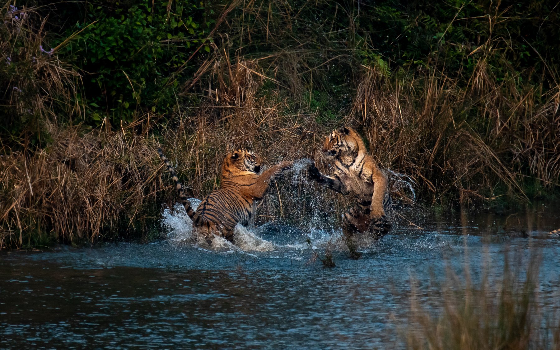 tiger tigers tigress subadult cubs juvenile corbett india playing fighting playfight, Nabarun Majumdar