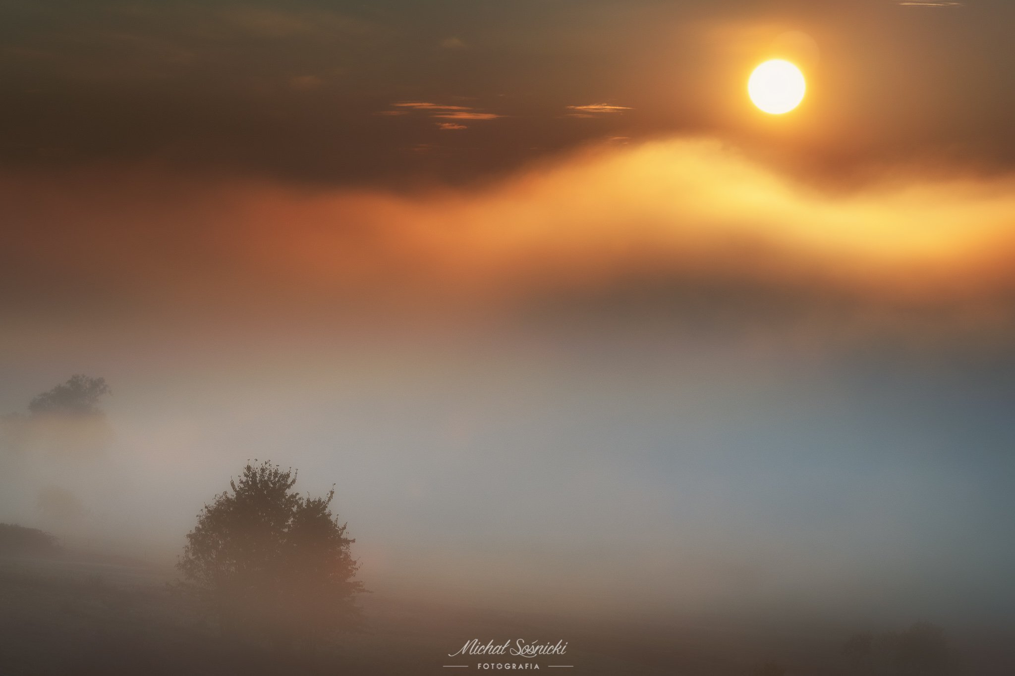 #tree #morning #poland #sunrise #fog #foggy, Michał Sośnicki