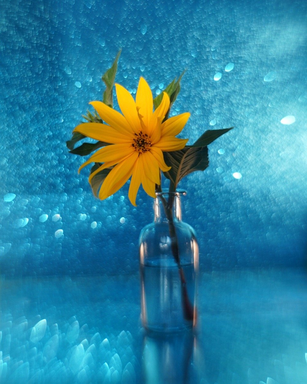натюрморт цветок желтый синий гелиос боке stilllife yellow blue flower bokeh, Тата Бакбак