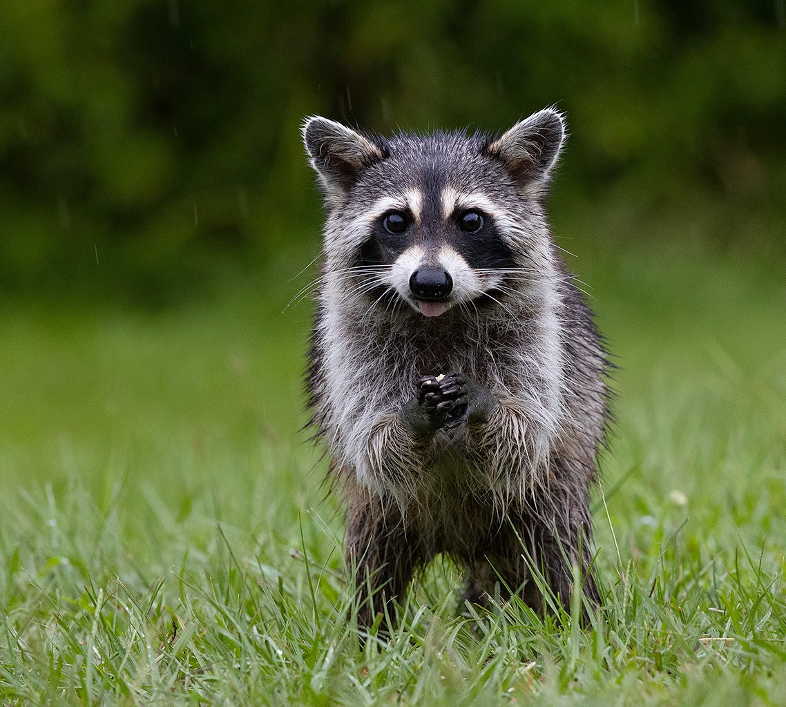 енот обыкновенный, енот-полоскун, raccoon, енот, дикие животные, животные, animals, Elizabeth Etkind