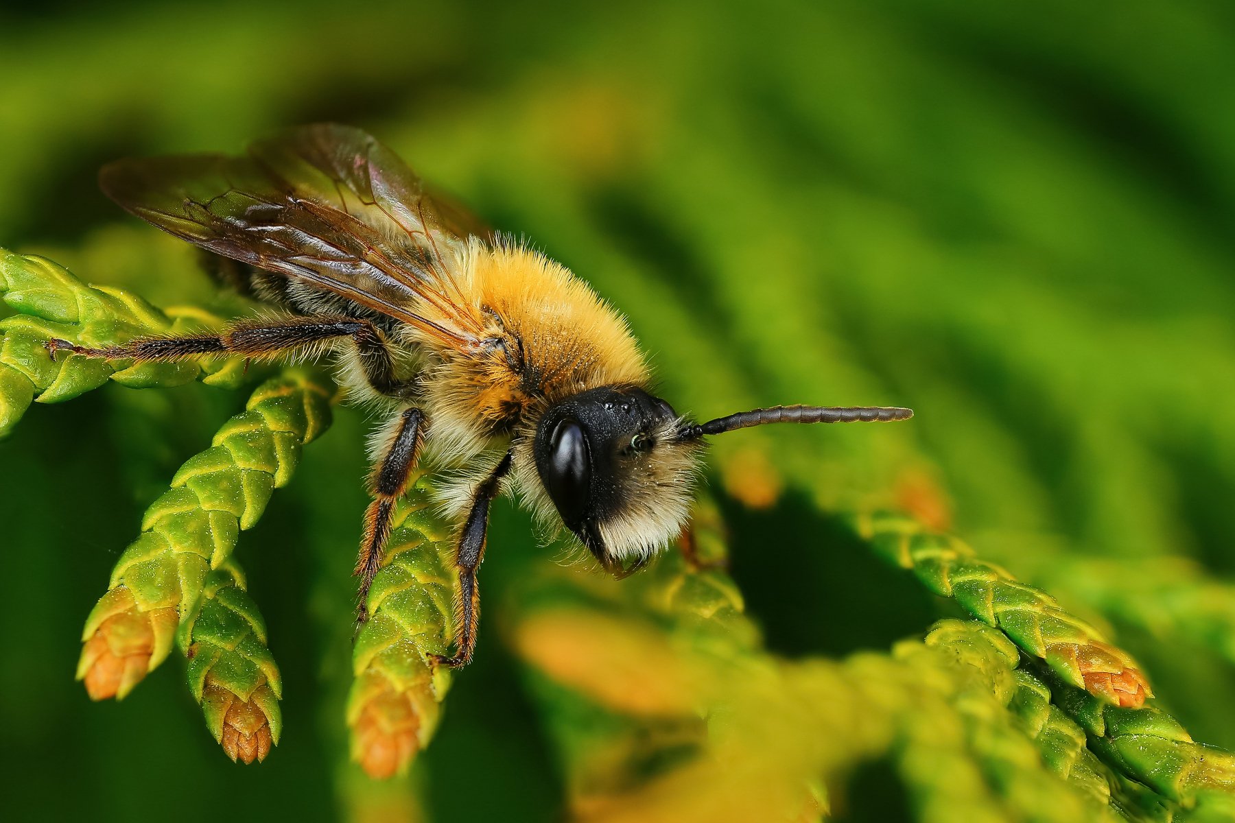 макро,природа,насекомое,животное,пчела,растение,цвет,зеленый, Андрей Шаповалов